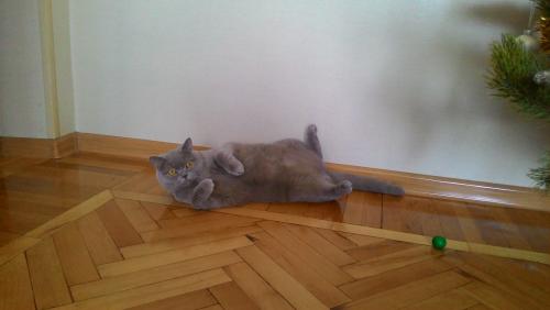 Прикрепленное изображение