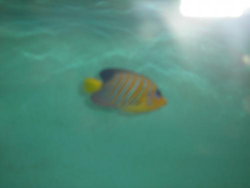 ������������� �����������