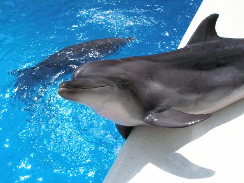 ������������� �����������