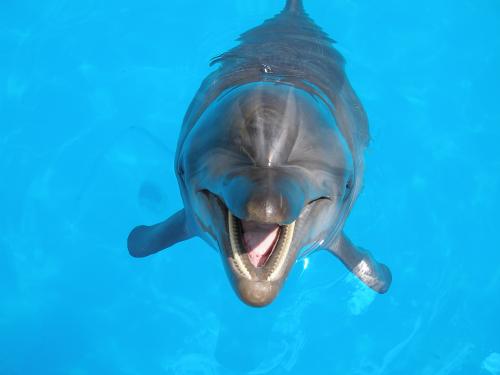 ������������� �����������