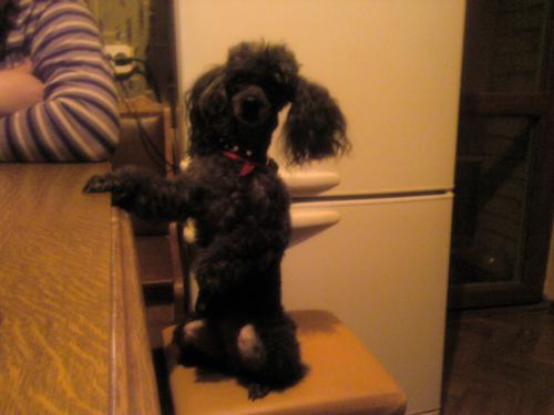 ������������� �����������