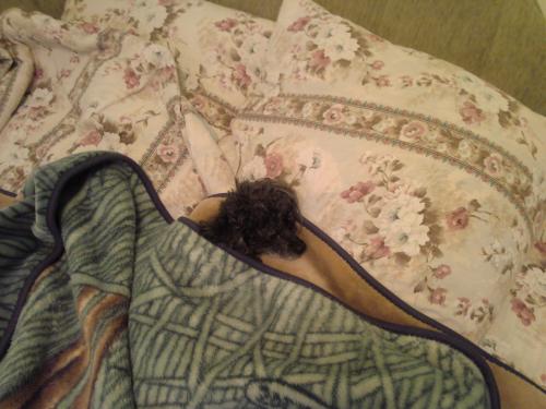 ������������� �����������