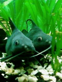 ������������� �����������