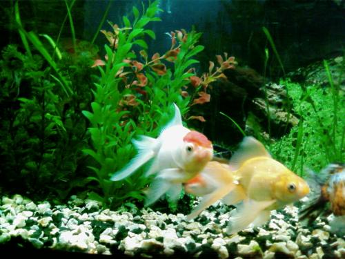 ������������� �����������