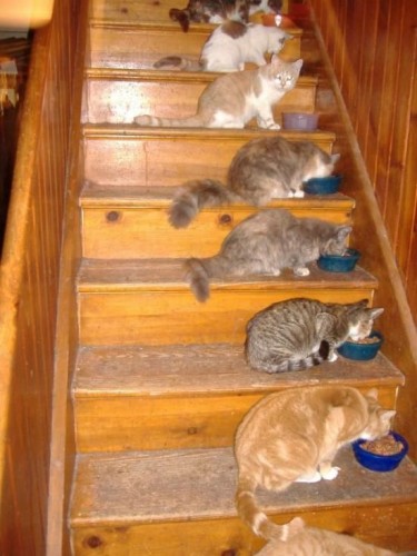 ������������� �����������