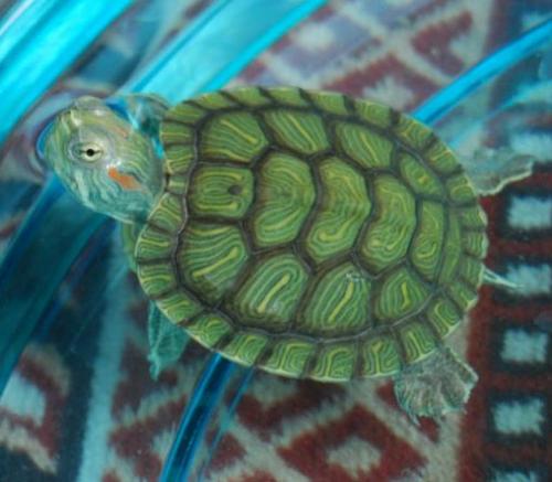 ������������� �����������