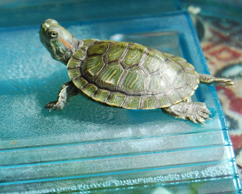 ������������� �����������