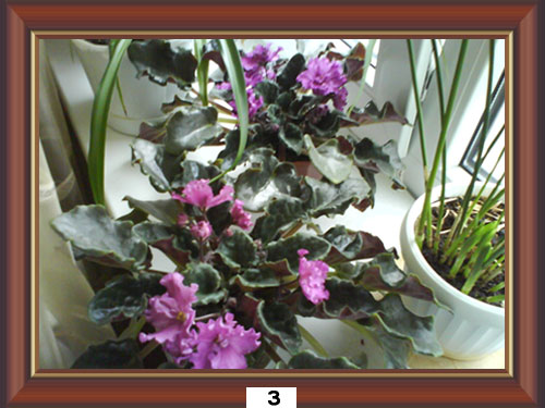 ������������� �����������