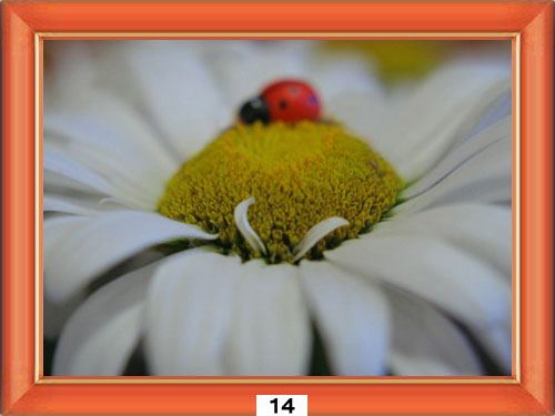 ������������� �����������