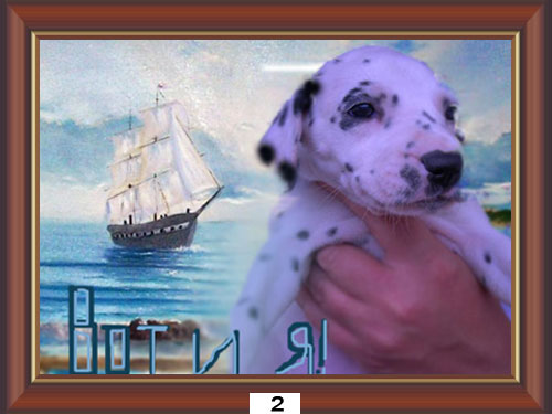 ������������� �����������