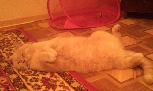 Прикрепленное изображение