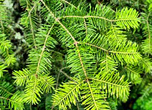 ������������� �����������