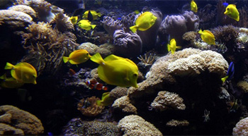 ������������� �����������