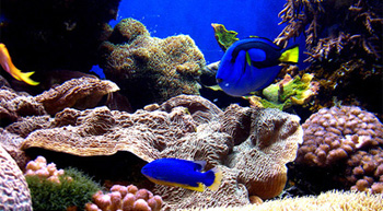 ������������� �����������