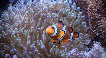 ������������� �����������