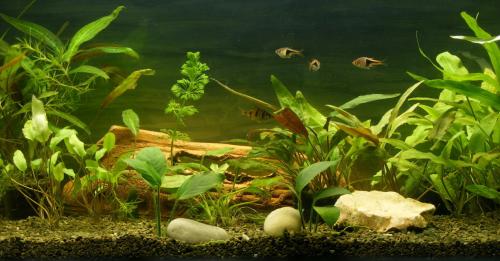 ������������� �����������