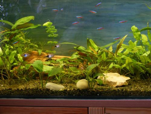 ������������� �����������