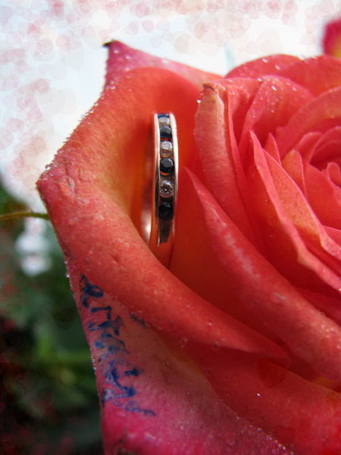 ������������� �����������