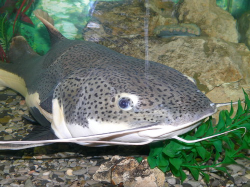 ������������� �����������