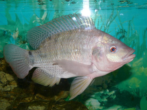 ������������� �����������