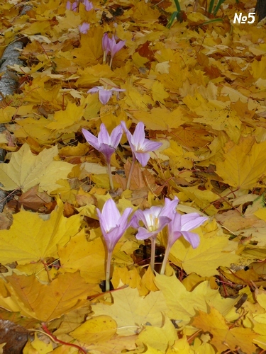 ������������� �����������