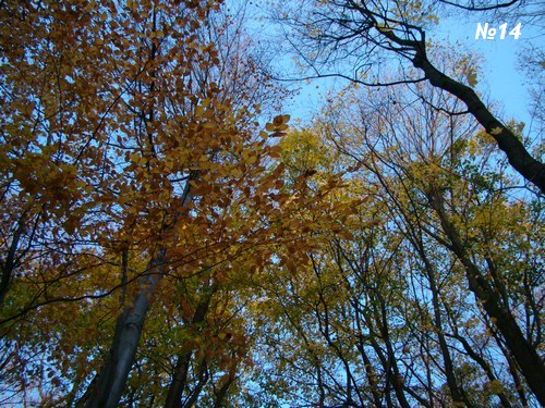 ������������� �����������