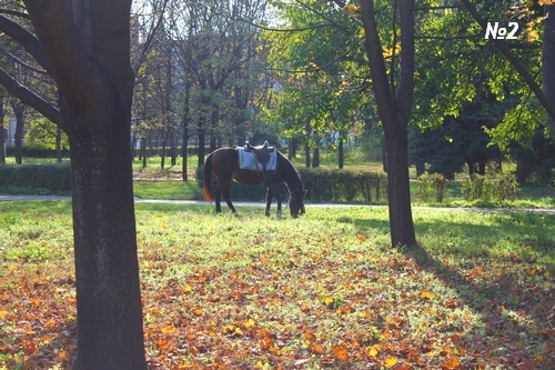 ������������� �����������