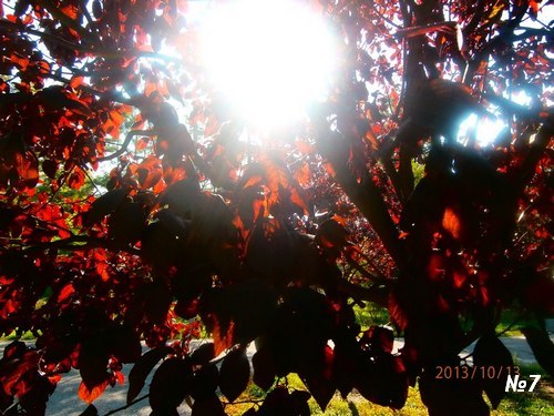 ������������� �����������