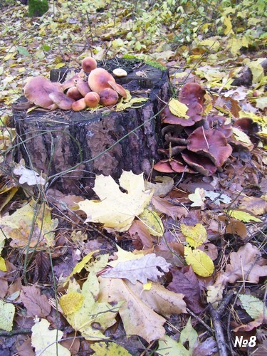 ������������� �����������