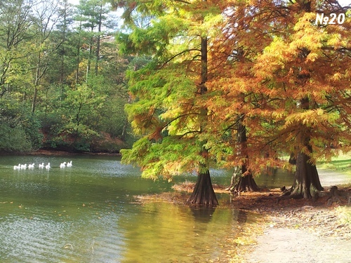 ������������� �����������