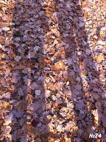 ������������� �����������