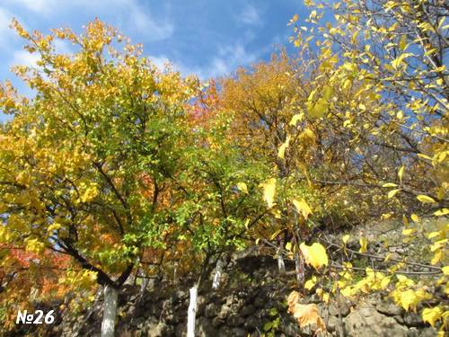 ������������� �����������