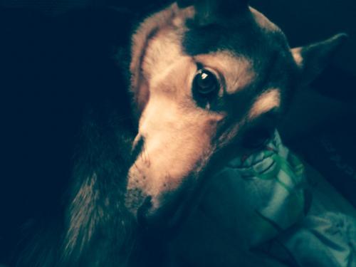 Прикрепленное изображение