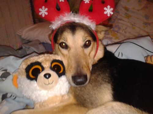 Прикрепленное изображение