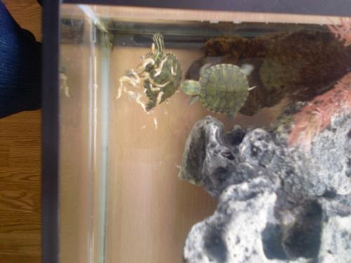 ������������� �����������