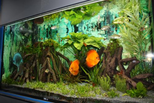 ������������� �����������