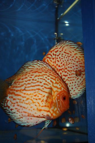 ������������� �����������