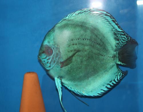 ������������� �����������