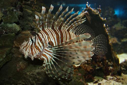 ������������� �����������