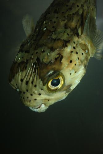 ������������� �����������