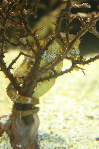 ������������� �����������