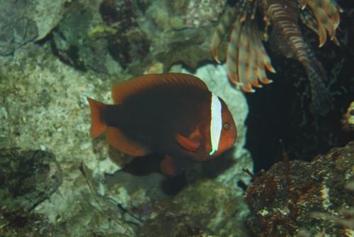 ������������� �����������