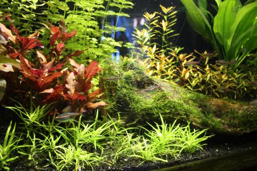 ������������� �����������