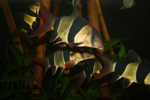 ������������� �����������