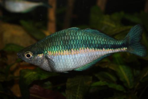 ������������� �����������