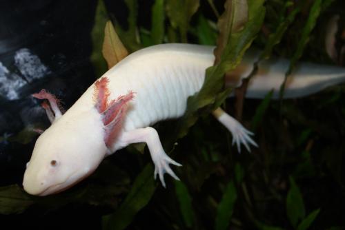 ������������� �����������