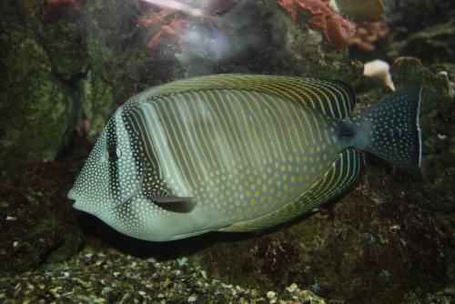 ������������� �����������