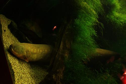 ������������� �����������