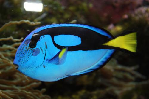 ������������� �����������