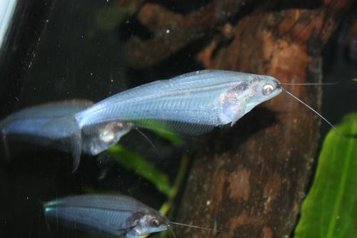 ������������� �����������